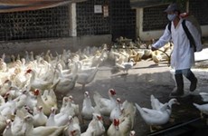 越南加强防治禽流感工作